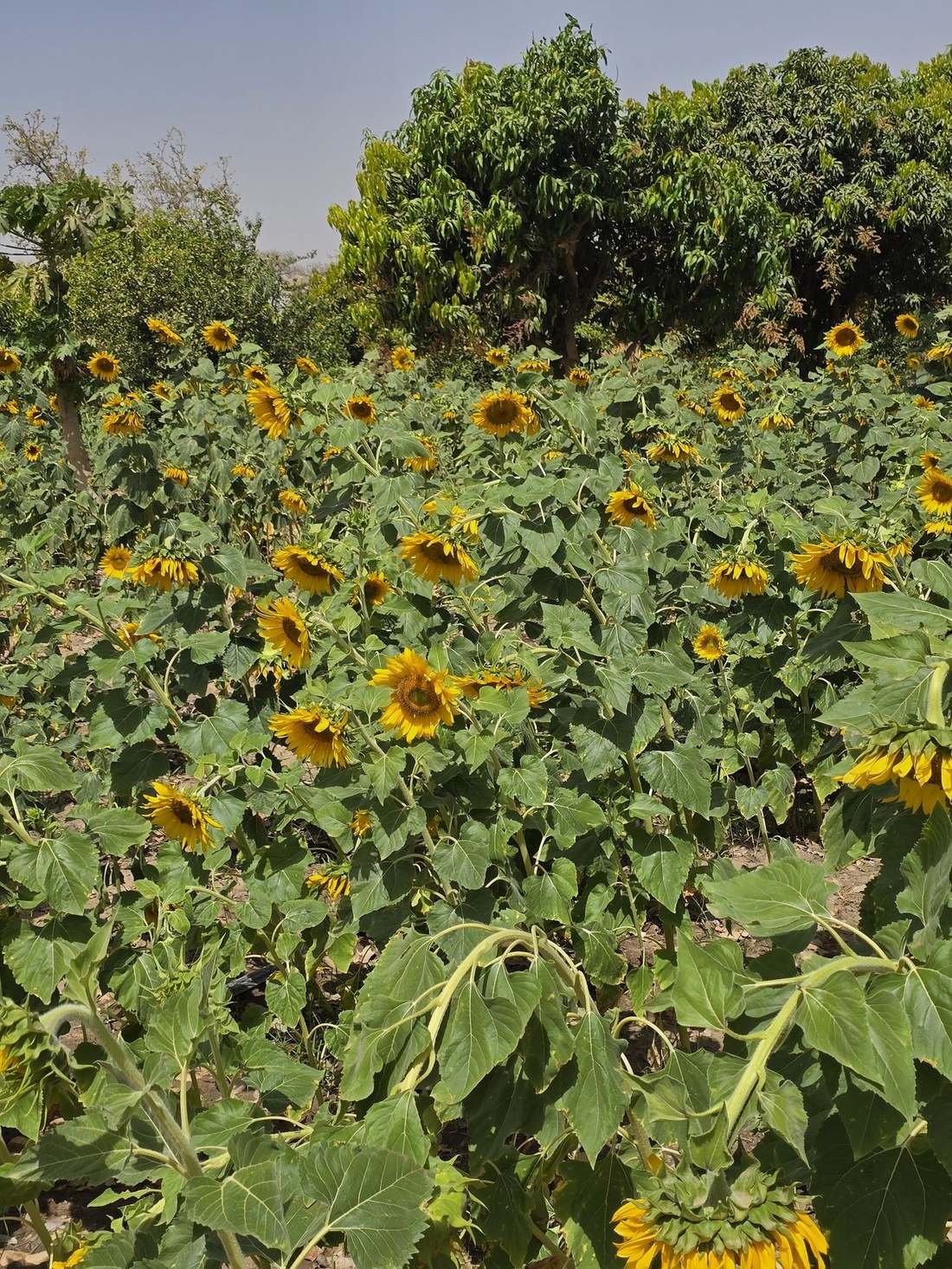 Champ de tournesol à Yelbouga