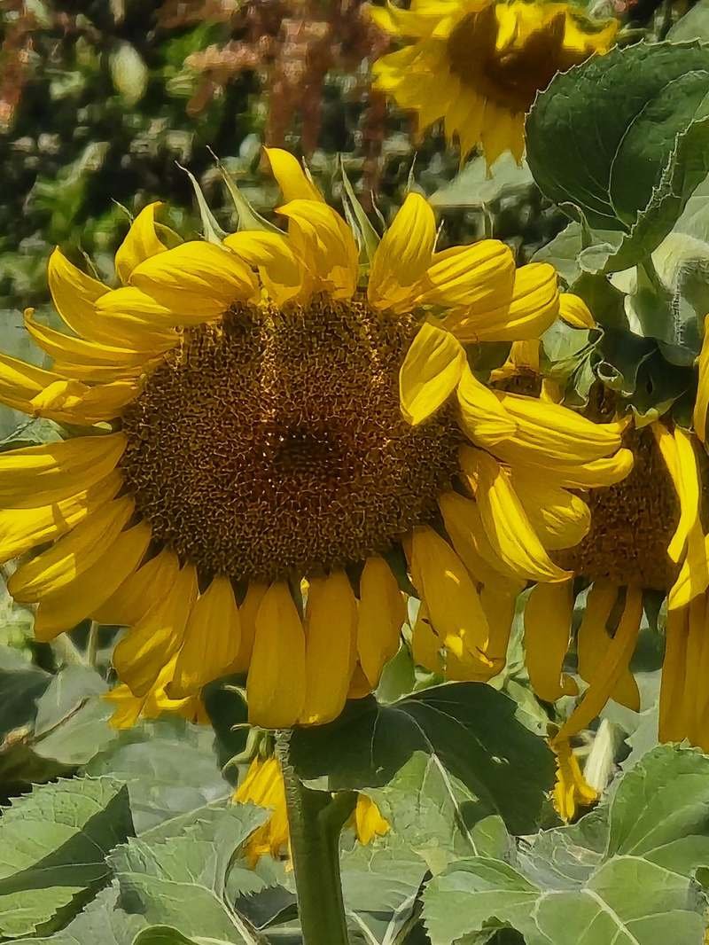 Tournesol